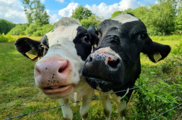 Bemels Beste Boeren Bergloop 2026